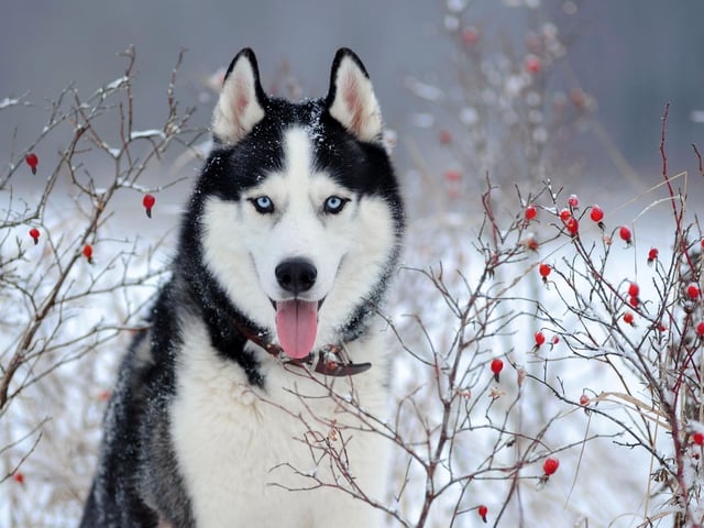 The popularity of Siberian Huskies soared when the television series Game of Thrones was released - even though no Huskies were actually used in the programme. People were buying them because they look like the fictional direwolf creatures, leading several cast members to warn viewers against buying a Husky without researching the breed first.
