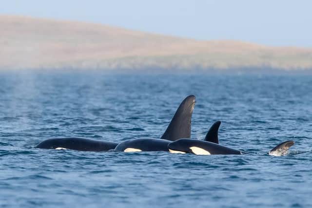 Orcas, or killer whales, are attracting new crowds to Shetland as the ocean giants are spotted hunting in local inshore waters with increasing frequency – almost every week of the year – delighting locals and tourists alike