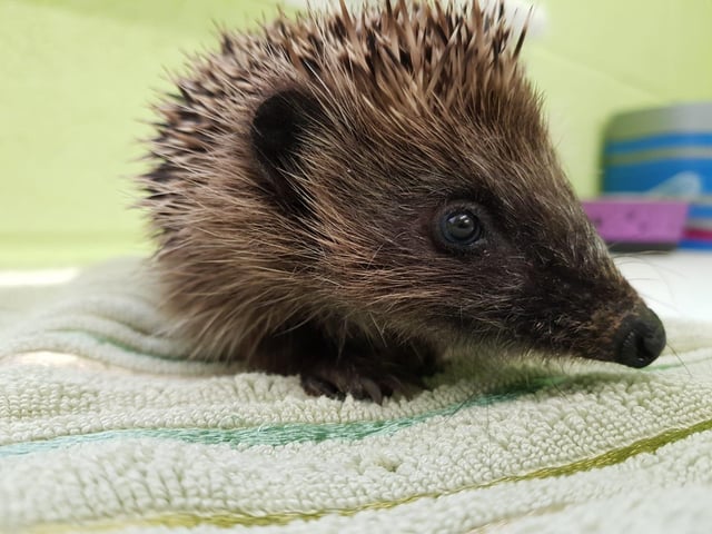 Last year, the welfare charity’s National Wildlife Rescue Centre cared for 2,245 hedgehogs - a record number - and 1,000 of those arrived between September and November. Pic: SSPCA