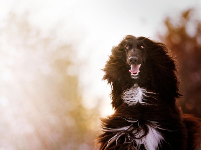 The Afghan Hound is beautiful and it knows it - with an aloof attitude that suggests it is merely putting up with its human. Afghans like to have their own space to chill by themselves.