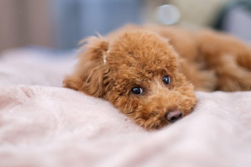 The tiny Toy Poodle comes with health issues that don't exist in the larger breeds of Poodle - particularly a habit of developing bladder stones that can require surgery to remove. Their small size also makes them susceptible to seizures and collapse due to low blood sugar.