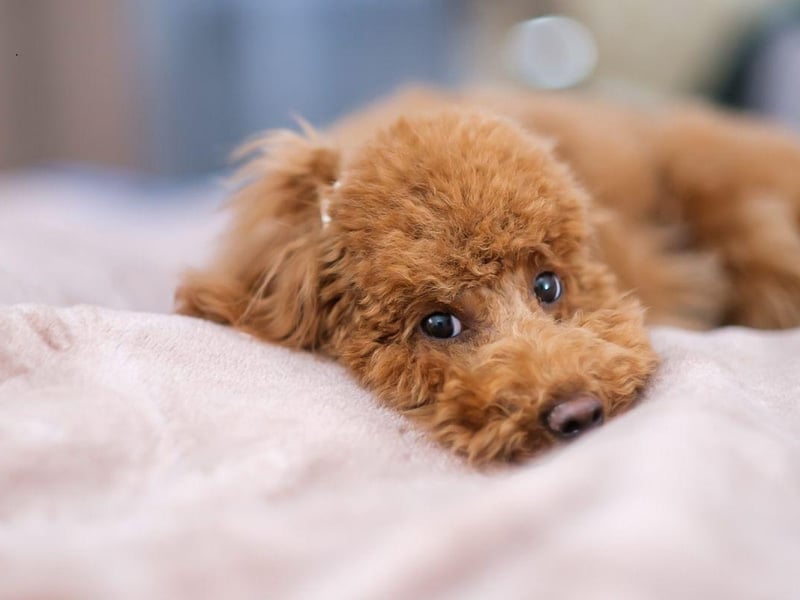 The tiny Toy Poodle comes with health issues that don't exist in the larger breeds of Poodle - particularly a habit of developing bladder stones that can require surgery to remove. Their small size also makes them susceptible to seizures and collapse due to low blood sugar.