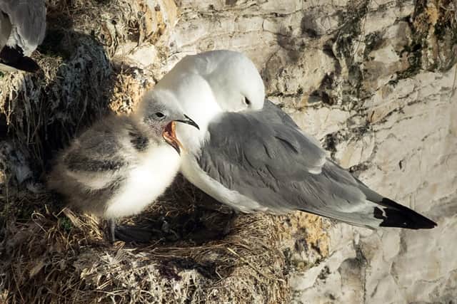 Gulls typically begin nesting in May. Image: Danny Lawson/PA Wire