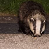 It began with foxes at the beginning of lockdown but as the weather turned colder and the nights drew in earlier they spotted a more uncommon garden visitor - badgers.