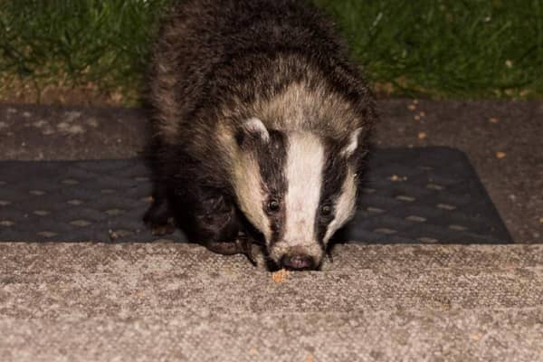 It began with foxes at the beginning of lockdown but as the weather turned colder and the nights drew in earlier they spotted a more uncommon garden visitor - badgers.