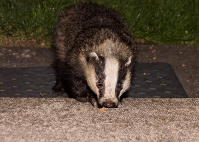 It began with foxes at the beginning of lockdown but as the weather turned colder and the nights drew in earlier they spotted a more uncommon garden visitor - badgers.