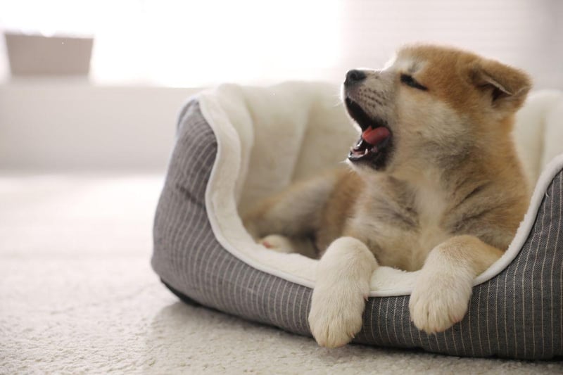 Another big breed - the Japanese Akitas - came second on the list. They are also known for being big shedders but also make for tricky bedfellows due to their barking and energetic tendencies.