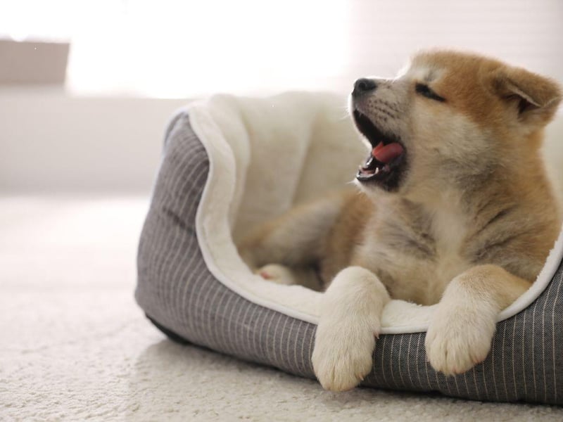 Another big breed - the Japanese Akitas - came second on the list. They are also known for being big shedders but also make for tricky bedfellows due to their barking and energetic tendencies.