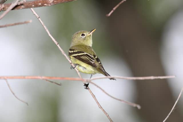 A yellow-bellied flycatcher like the one spotted on Tiree. PIC: Creative Commons/Dominic Sherony.