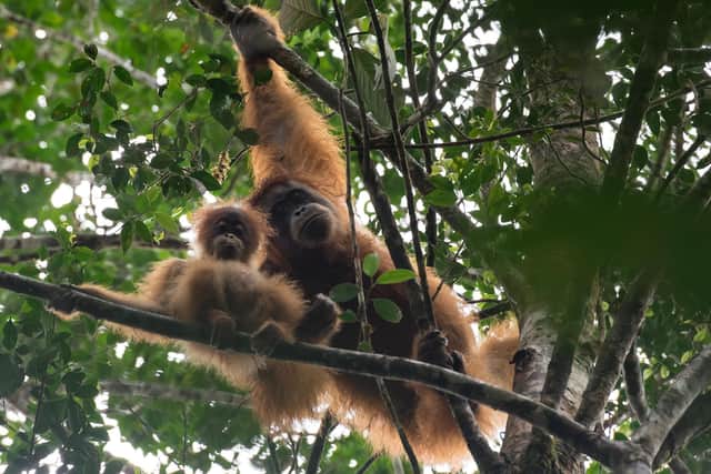 Scottish First Minister Nicola Sturgeon is being urged to intervene and use her influence with a Chinese state-owned development company whose dam-building project is threatening the survival of Tapanuli orangutans in Indonesia -- the world' rarest great ape. Picture: Aditya Sumitra/Image Dynamics