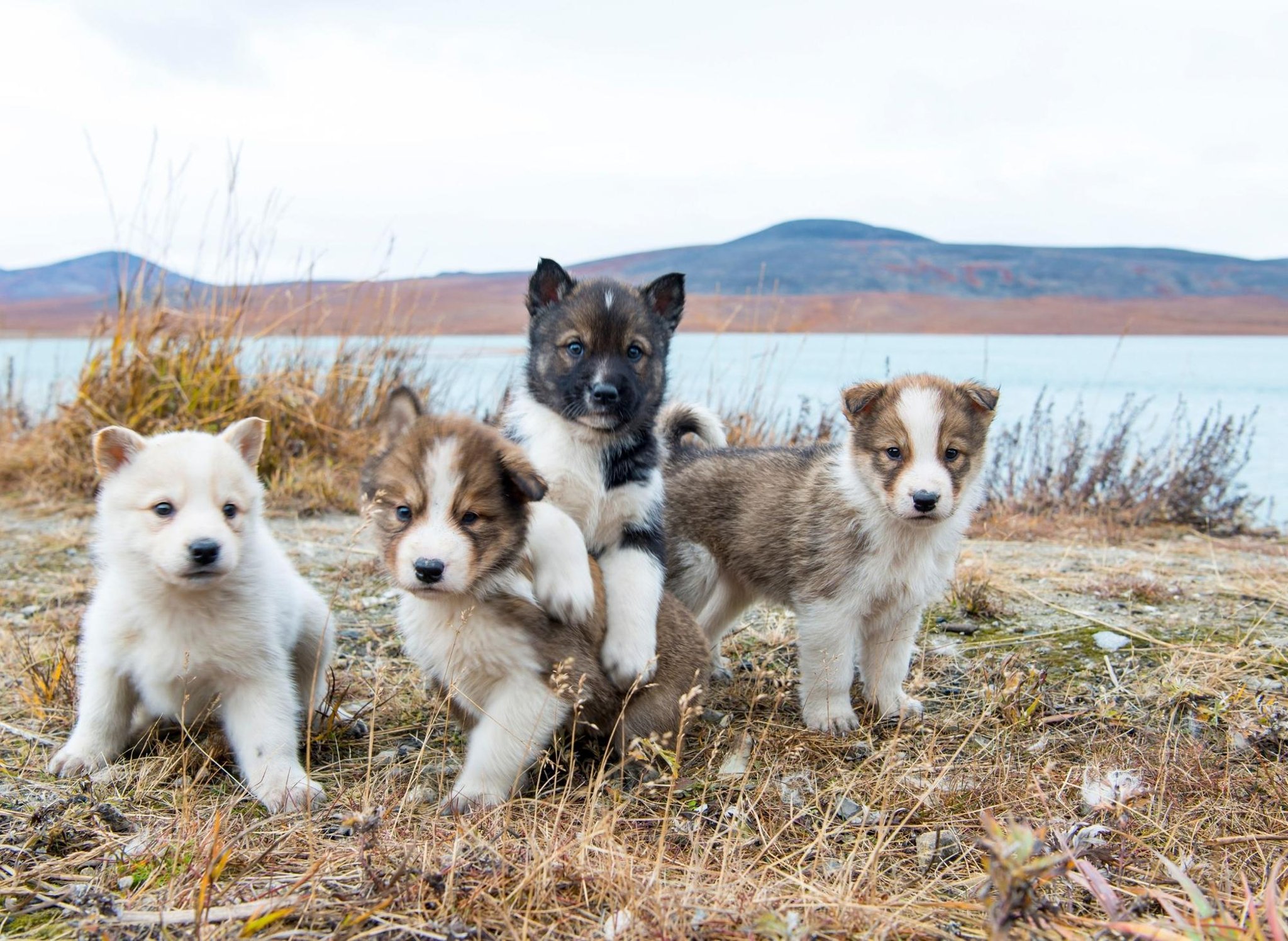 Los mejores nombres de perros: estos son los 10 nombres de cachorros varones más populares del mundo