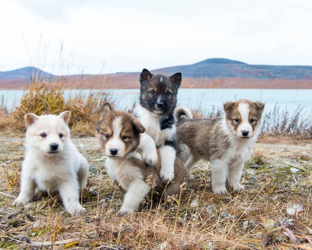 Looking for inspiration when it comes to what to call your new pup? Here are the world's most popular dog names.