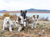 Looking for inspiration when it comes to what to call your new pup? Here are the world's most popular dog names.
