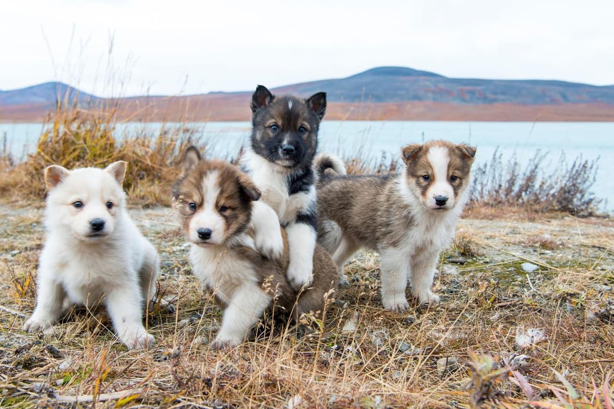 Los mejores nombres de perros machos: aquí están los 10 nombres más populares del mundo para cachorros adorables 🐕