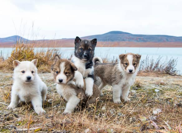 Looking for inspiration when it comes to what to call your new pup? Here are the world's most popular dog names.