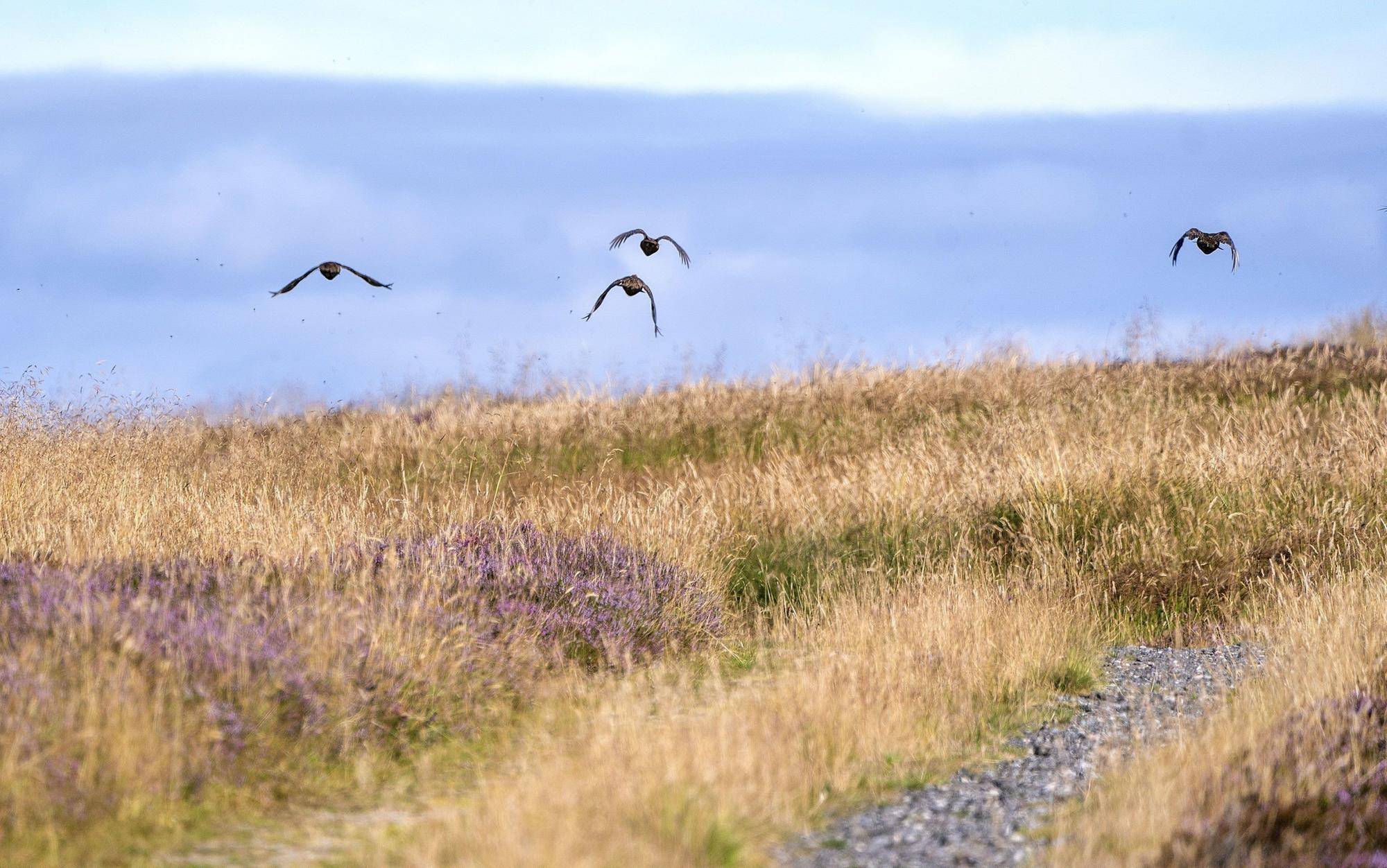 Grouse in flight on the moors in Dunkeld, Perthshire, as the Glorious 12th, the official start of the grouse shooting season, gets underway last year. PIC: Jane Barlow/PA Wire