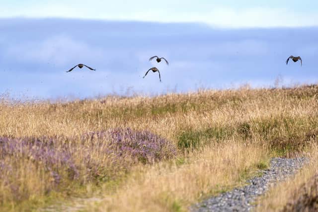 Grouse in flight on the moors in Dunkeld, Perthshire, as the Glorious 12th, the official start of the grouse shooting season, gets underway last year. PIC: Jane Barlow/PA Wire