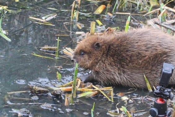 This beaver kit is one of a family of the animals which was captured in Scotland and relocated to a new urban home in the London borough of Ealing. Picture: Caroline Farrow