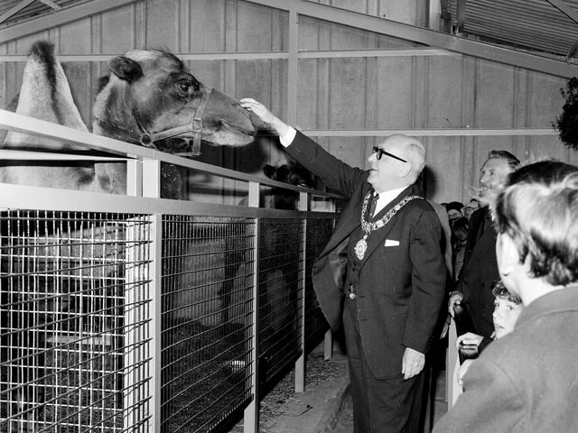 Lord Provost Duncan Weatherstone meets one of the residents at the opening of the new camel house at Edinburgh Zoo in 1965.