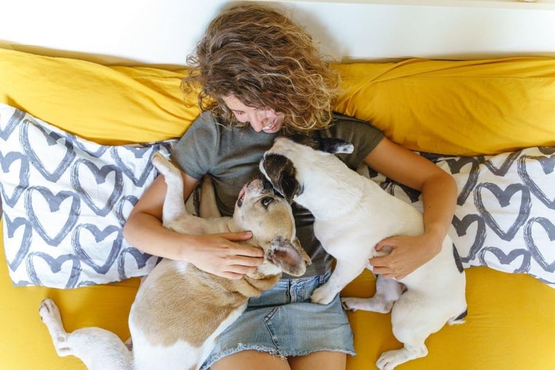 French Bulldogs are pretty much certain to shadow you on even the shortest journey around the house. They love to cuddle up and crave attention throughout their waking hours.