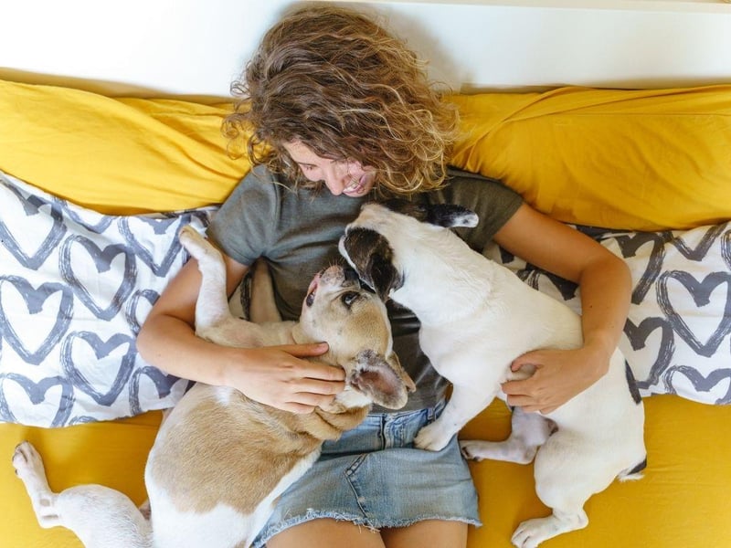 French Bulldogs are pretty much certain to shadow you on even the shortest journey around the house. They love to cuddle up and crave attention throughout their waking hours.