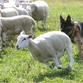 Livestock worrying is another threat at this time of year for sheep farmers.