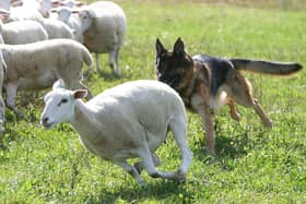 Livestock worrying is another threat at this time of year for sheep farmers.