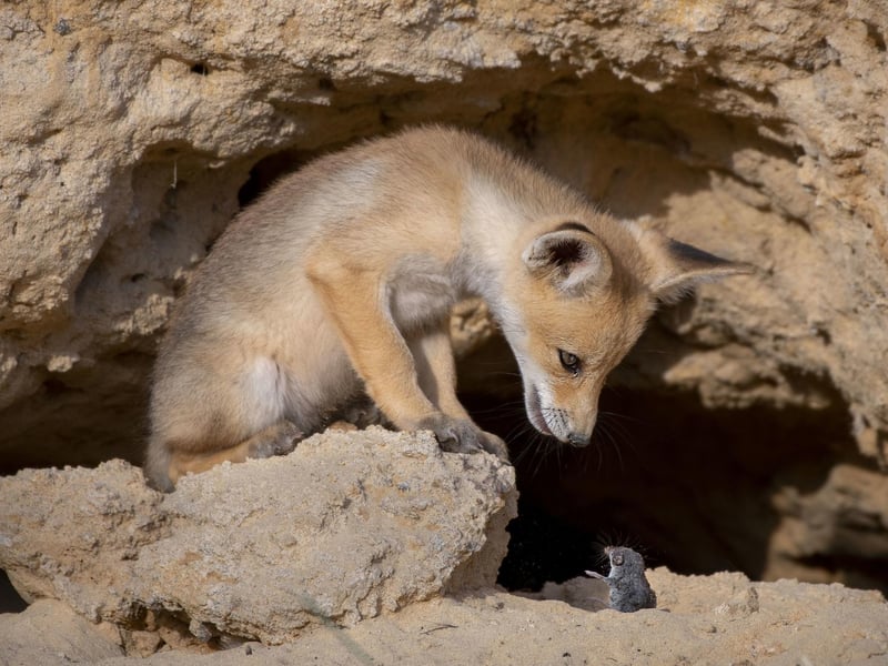 Natural History Museum of Tough Negotiation by Ayala Fishaimer, Israel, of a red fox cub with the shrew in the Judean Foothills, Israel, which has been shortlisted for the Wildlife Photographer of the Year People's Choice Award.