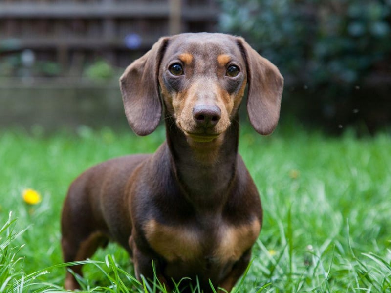 The particular shape of a Dachshund's ears increases the chance of infection, preventing air circulation and providing the perfect breeding ground for bacteria.