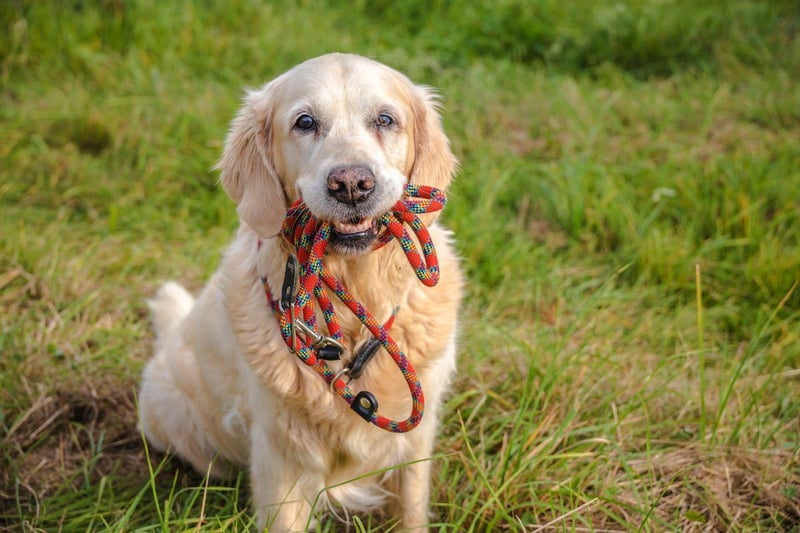 What is true of the Labrador is also usually true of the Golden Retriever - and that includes having a soft mouth. Golden Retrievers can happily chew away at their owner's hands without leaving a mark.