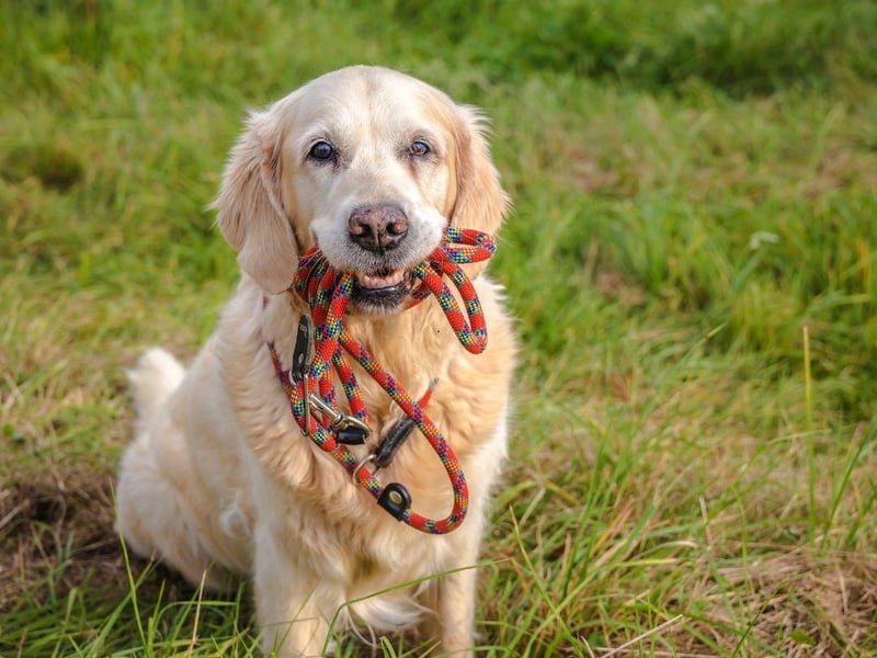 What is true of the Labrador is also usually true of the Golden Retriever - and that includes having a soft mouth. Golden Retrievers can happily chew away at their owner's hands without leaving a mark.