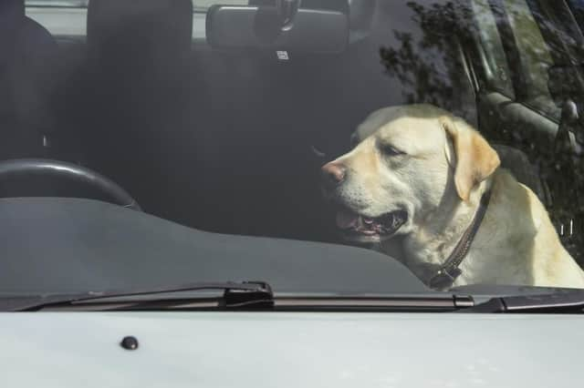 Car interiors get very hot very quickly in warm weather