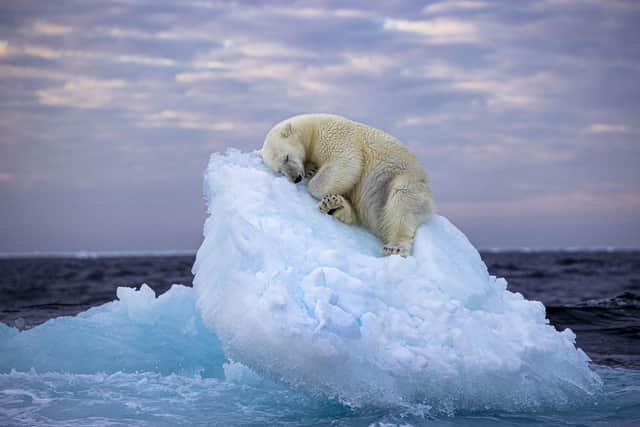 ‘Ice Bed by  Nima Sarikhani took the People's Choice award at the Wildlife Photographer of the Year. The poignant photo is now on show at the National Museum of Scotland.