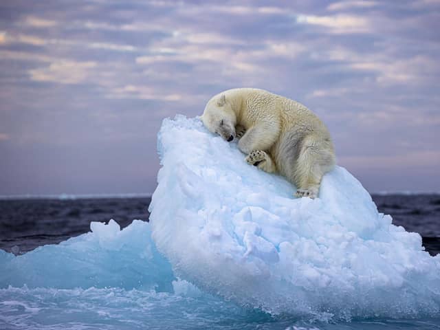 ‘Ice Bed by  Nima Sarikhani took the People's Choice award at the Wildlife Photographer of the Year. The poignant photo is now on show at the National Museum of Scotland.