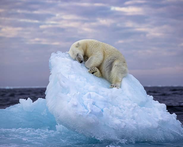 ‘Ice Bed by  Nima Sarikhani took the People's Choice award at the Wildlife Photographer of the Year. The poignant photo is now on show at the National Museum of Scotland.
