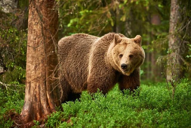 Rewilding advocates are keen to see a population of Brown bears living in the wild here in the UK (Picture: Shutterstock)