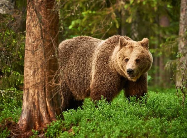 Rewilding advocates are keen to see a population of Brown bears living in the wild here in the UK (Picture: Shutterstock)