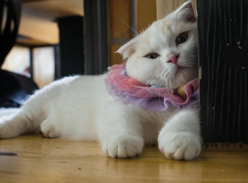 With their small bodies and little legs, the Munchkin cat is a speedster that is lovable in nature, incredibly sociable and friendly.
