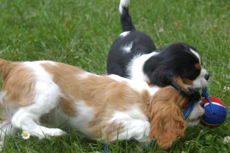The Cavalier King Charles Spaniel comes in four particular colours: Blenheim (chestnut and white), tricolour (black/white/tan), black and tan, and ruby.
