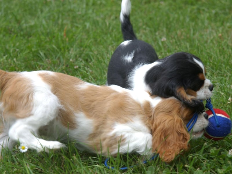 The Cavalier King Charles Spaniel comes in four particular colours: Blenheim (chestnut and white), tricolour (black/white/tan), black and tan, and ruby.