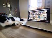 A cat drops in during a video-conference call (Picture: Vittorio Zunino Celotto/Getty Images)