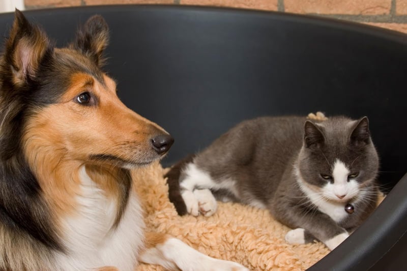 Collies have been bred to herd livestock so naturally get on well with other animals. Famous for loving children, this affection can often extend to cats.