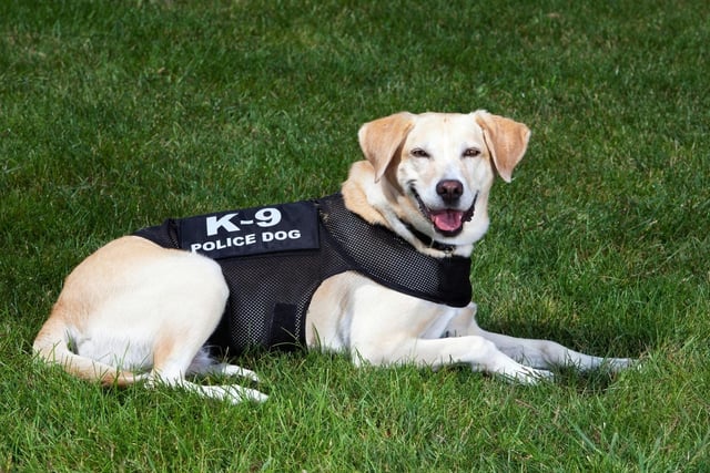 K-9 officers don't come any friendlier than the adorable Labrador Retriever. Originally bred to sniff out felled birds during hunting expeditions, they now make excellent drug and bomb detection officers. They are particularly popular with police forces in the USA.