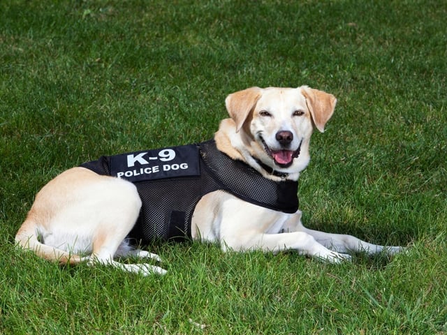 K-9 officers don't come any friendlier than the adorable Labrador Retriever. Originally bred to sniff out felled birds during hunting expeditions, they now make excellent drug and bomb detection officers. They are particularly popular with police forces in the USA.