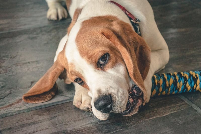 Not only will a lonely Beagles chew anything they can find, they'll also howl and have a habit of digging - even if they are limited to carpets. Regular exercise is key with this adorable breed.