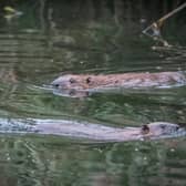 Beavers are once again living in the wild in Scotland after being reintroduced via a formal project and unauthorised releases, with colonies thriving and spreading around the Tay and beyond. Picture: Caroline Farrow