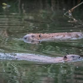 Beavers are once again living in the wild in Scotland after being reintroduced via a formal project and unauthorised releases, with colonies thriving and spreading around the Tay and beyond. Picture: Caroline Farrow