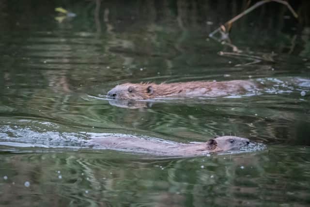 Beavers are once again living in the wild in Scotland after being reintroduced via a formal project and unauthorised releases, with colonies thriving and spreading around the Tay and beyond. Picture: Caroline Farrow