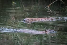 Beavers are once again living in the wild in Scotland after being reintroduced via a formal project and unauthorised releases, with colonies thriving and spreading around the Tay and beyond. Picture: Caroline Farrow