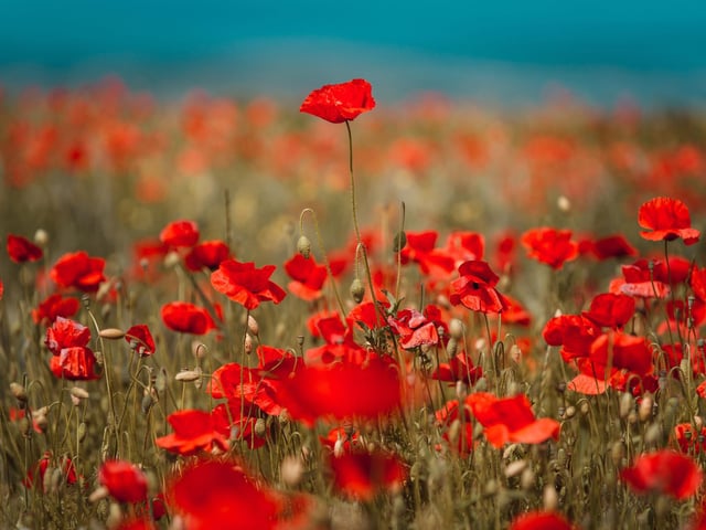 While June is probably the best month in Scotland for wild flowers generally, the poppy is the king of the hedgerow in July. They create dramatic red streaks on the landscape around farmland and at the side of the road.
